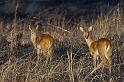 095 Tanzania, N-Serengeti, oribi's